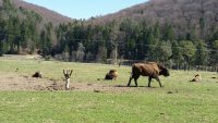 Rezervaţia Valea Zimbrilor din Vama Buzăului