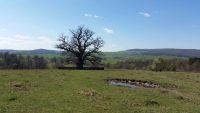 Gorunul din Mercheaşa, cel mai bătrân copac din România