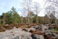 Fontainebleau - Circuit de 25 bosses