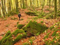 Mullerthal trail