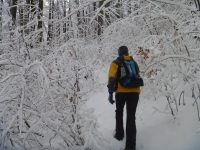 Spre Vf. Măgura Codlei