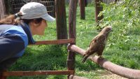 Zonă de recuperare la spitalul păsărilor