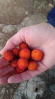 Pentru lămuriri, așa arată fructele unui arbore de capșuni