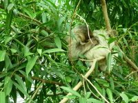 Budapesta - un leneș la grădina zoo